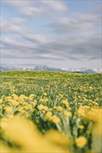 Dandelion in the Allgäu in front of the Alps and their beautiful mountains in Bavaria, Germany,