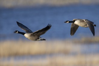 Canada goose (Branta canadensis), Sweden, Europe