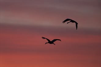 Crane (Grus grus), Hornborgorsjön, Sweden, Europe