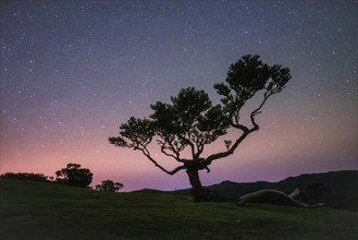 Centuries-old til trees in fantastic magical idyllic Fanal Laurisilva forest in night with starry