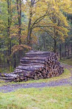 Logs stacked by a dirt road in a deciduous forest in autumn