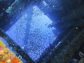 School of glassfish in the wreck of the Carnatic, Red Sea, Egypt, Africa