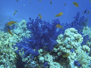 Soft corals on reef, dive site Ras Mohammed Shark and Jolanda Reef, Red Sea, Egypt, Africa