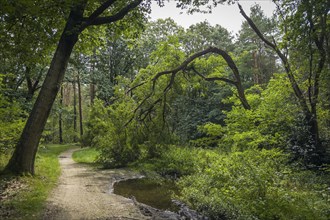 Wendelmannweg, forest path, walk cycle tour, cycle path, forest, nature, forest, nobody, Bad