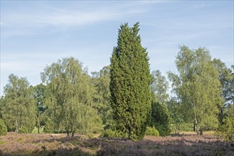 Heather blossom, juniper (Juniperus communis), near Wilsede, Bispingen, Lüneburg Heath, Lower