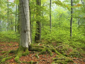 Near-natural beech forest with morning mist, old beech, roots covered with moss, Sanspareil rock