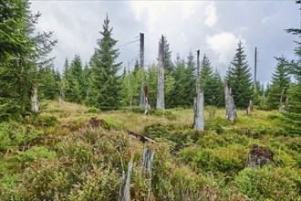 Vegetation with Norway spruce (Picea abies) and colored European blueberry (Vaccinium myrtillus) on