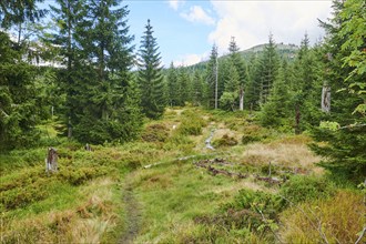 Vegetation with Norway spruce (Picea abies) and colored European blueberry (Vaccinium myrtillus) on