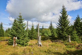 Vegetation with Norway spruce (Picea abies) and colored European blueberry (Vaccinium myrtillus) on