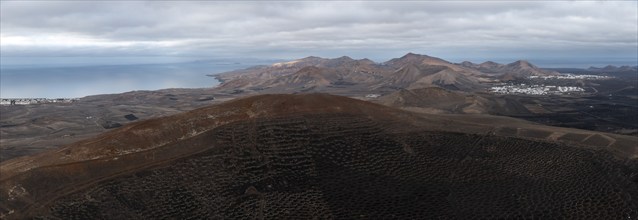 Grapevines growing in black volcanic soil in protected enclosed pits, La Geria, Lanzarote, Canary