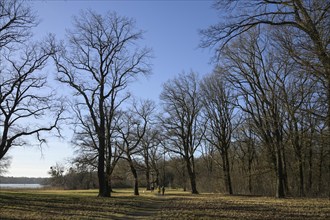 Trees in Sacrow Castle Park, Potsdam, Brandenburg, Germany, Europe