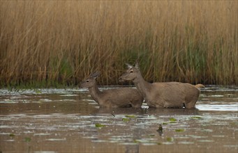 Red deer (Cervus elaphus), water, Lower Austria