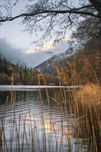 Atmospheric view of a lake with reeds in the foreground at dusk, Thum See, Bad Reichenhall,