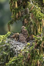 Common kestrel (Falco tinnunculus), female adult bird feeding young birds not yet ready to fly in