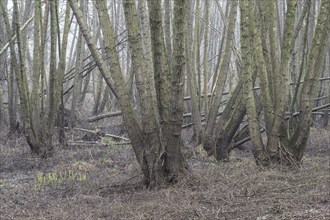 Alder quarry forest (Alnus glutinosa), Emsland, Lower Saxony, Germany, Europe