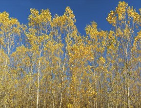 European Aspen (Populus tremula) in autumnal colours. Cultivated for timber. Drone shot. Granada