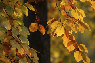 Autumn coloured leaves against the light, Rosensteinpark, Stuttgart, Baden-Württemberg, Germany,