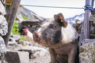 A pig stands on a stony path in front of a rustic fence in a mountain landscape, Klein Tibet,