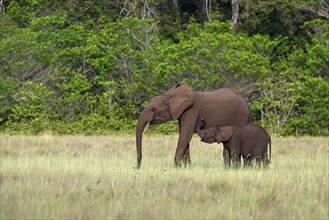 African forest elephants (Loxodonta cyclotis) in a clearing in Loango National Park, Parc National