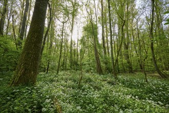 Light-flooded forest with green leaves and blooming wild garlic on the forest floor in spring,