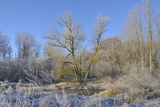 River landscape in winter, vegetation covered with hoarfrost, blue sky, North Rhine-Westphalia,