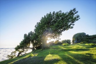 Centuries-old til trees in fantastic magical idyllic Fanal Laurisilva forest on sunrise. Madeira