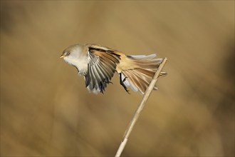 Bearded Tit (Panurus biarmicus), female taking off from reeds, Klingnauer Stausee, Canton Aargau,