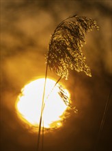 Grass seed head against the light, in winter, with the setting sun in the background, wintertime,