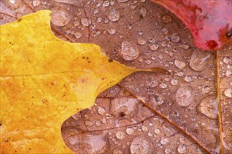 Close-up of a red leaf with water droplets scattered on the surface, autumn, New Hampshire, New