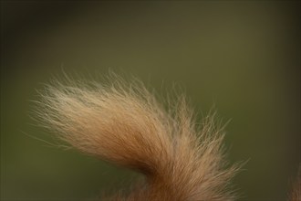 Red squirrel (Sciurus vulgaris) adult animal close up of its bushy fur tail, Yorkshire, England,