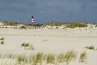 Lighthouse in the dunes, Amrum, North Frisian Islands, Schleswig-Holstein, Germany, Europe