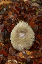 European hedgehog (Erinaceus europaeus) adult white or albino animal on fallen autumn leaves in a