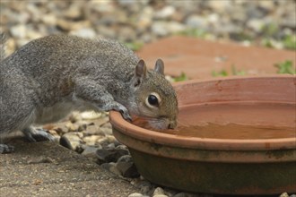 Grey squirrel (Sciurus carolinensis) adult animal drinking water from a garden plant pot saucer,