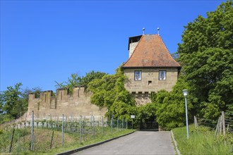 Hohenbeilstein Castle, hilltop castle, vineyards, Beilstein, Heilbronn district, Baden-Württemberg,