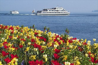 Tulip blossom, Überlingen, Lake Constance, Lake Constance, Überlingen, Germany, Europe