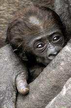 Gorilla, mother with baby