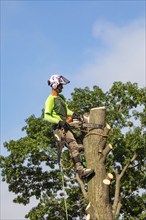 Detroit, Michigan, A worker for a tree removal service cuts down a dead tree