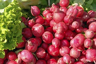 Vegetables, radish, Italy, Venice, market stall, Europe