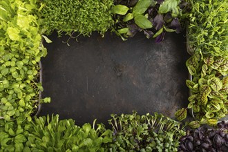 Set of boxes with microgreen sprouts of purple and green basil, sunflower, radish, sorrel, pea,