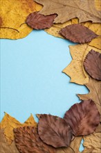 Composition with yellow and brown autumn leaves on blue pastel background. side view, still life,