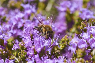 Kallikratis Gorge, close-up of a bee collecting pollen on purple flowers, near Askifou, Sfakia,