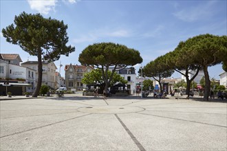 Pine trees (Pinus) on a square in Saint-Palais-sur-Mer, Département Charente-Maritime,