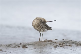 Eurasian curlew (Numenius arquata) adult bird preening itself on a mudflat, England, United