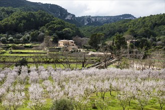 Flowering almond tree (Prunus dulcis), near Valdemossa, Serra de Tramuntana, Majorca, Balearic