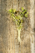 Top view of fresh mizun sprouts on wooden background