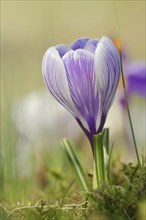 Flowering crocus (Crocus spec.) in spring, North Rhine-Westphalia, Germany, Europe