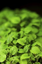 Closeup view of leaves of sprouted melissa seeds, photo with shallow depth of field