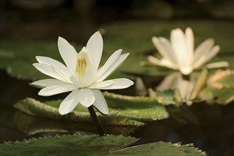 Egyptian white water-lily (Nymphaea lotus), flower, native to Africa, ornamental plant, North