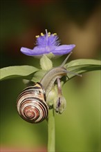 Grove snail (Cepaea nemoralis) on garden three-master flower (Tradescantia andersoniana), flower,