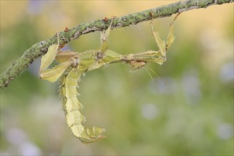 Giant prickly stick insect (Extatosoma tiaratum), female, captive, occurrence in Australia